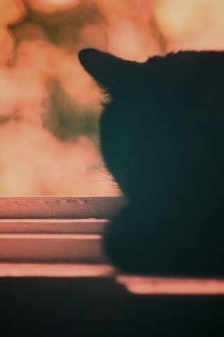 Дремлющий на окне черный кот обои
