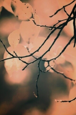 Осенние ветки без листьев обои