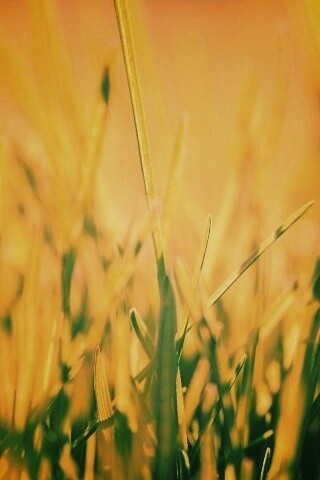 Ярко зеленая трава обои