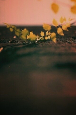 Зеленые ростки в стене обои