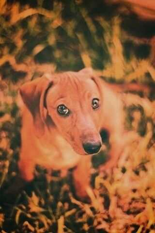 Маленькая милая такса обои