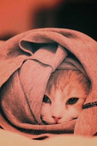 Закутавшийся в футболку кот обои