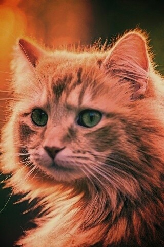 Рыжий кот в лучах солнца обои