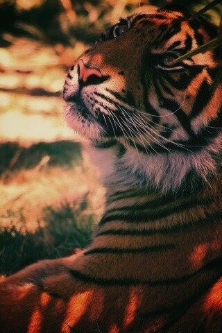 Отдыхающий в теньке хищник обои