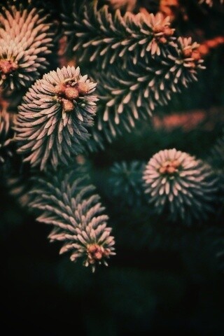 Хвойные иголки обои