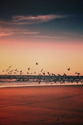 Стая птиц на пляже обои