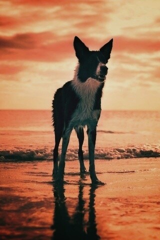 Собачка на пляже обои