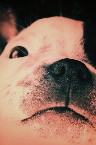 Бостонский терьер обои