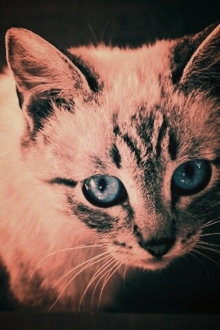 Котенок с синими глазами обои