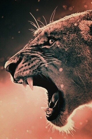 Грозный львиный рык обои