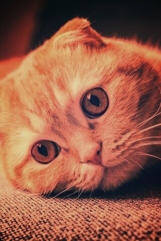 Скоттиш фолд рыжий обои