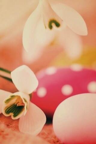 Белый цветок и яйца обои