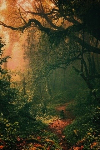 Зеленый лес обои