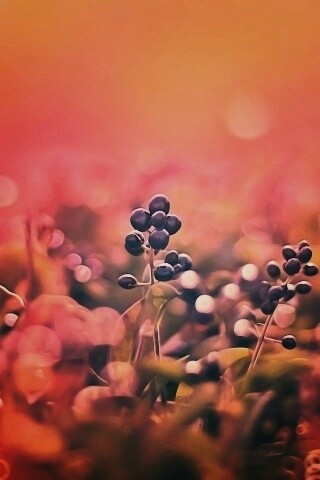 Фиолетовые ягоды обои