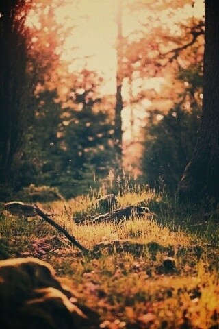 Лето в лесу обои