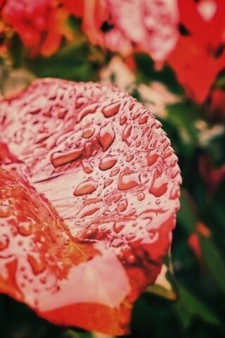 Красный лист в каплях воды обои