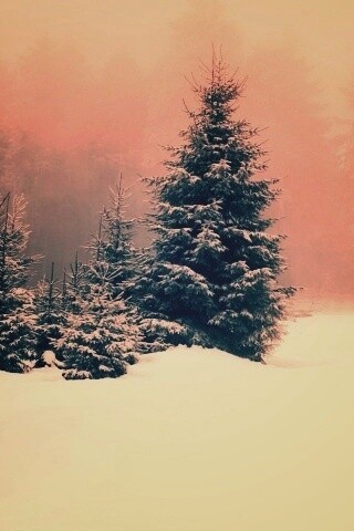 Ёлки в сугробах обои