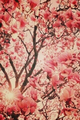 Магнолия обои