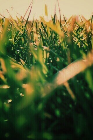 Трава обои
