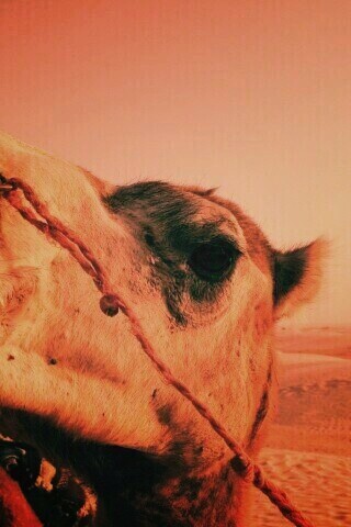 Верблюд обои