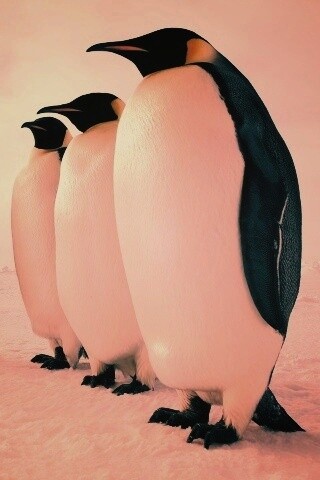 Слет пингвинов обои