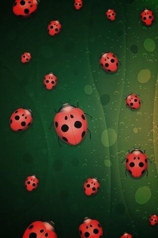 Божьи коровки обои