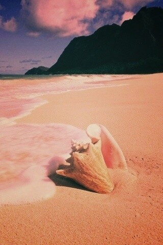 Морская раковина обои