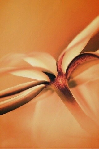 Цветок обои