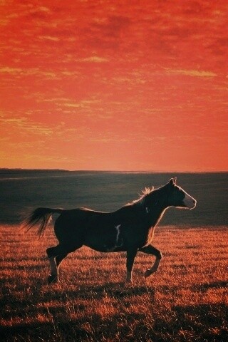 Мустанг обои