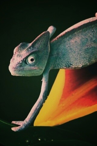 Хамелеон обои