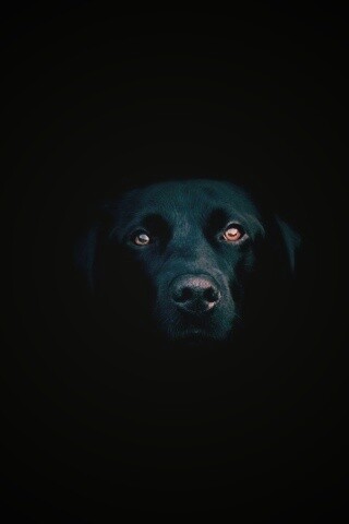 Чёрная собака в ночи обои