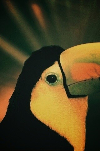 Грустный желтогрудый тукан обои