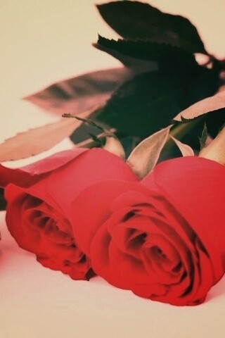 Красные розы обои