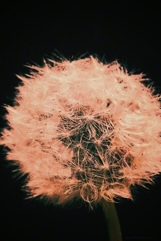 Одуванчик обои