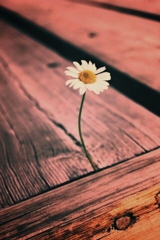 Жизнь среди смерти обои