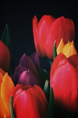 Тюльпаны обои