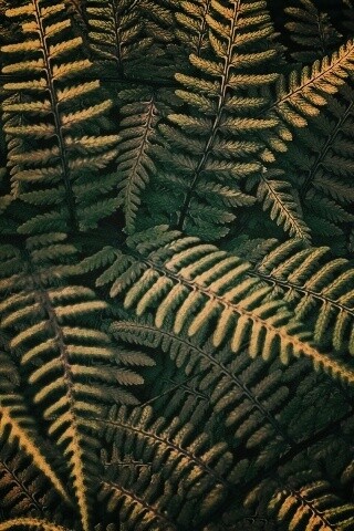 Папоротник обои