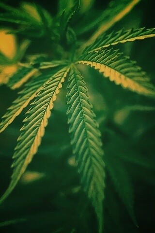 Марихуана обои