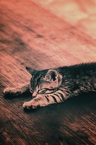 Растянувшийся кошара обои