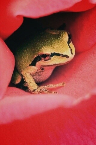 Куда это ты смотришь? обои