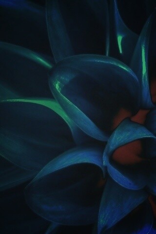 Лепестки обои