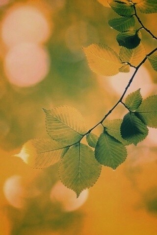 Зеленая ветка с листьями обои