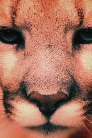 Взгляд большой кошки обои