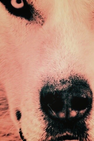 Сибирский хаски обои