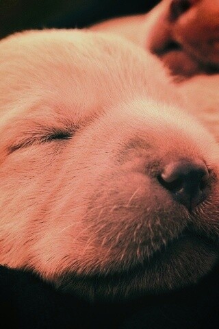 Мордочки симпатичных щенков обои