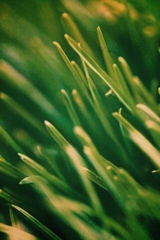 Зеленая свежая трава обои