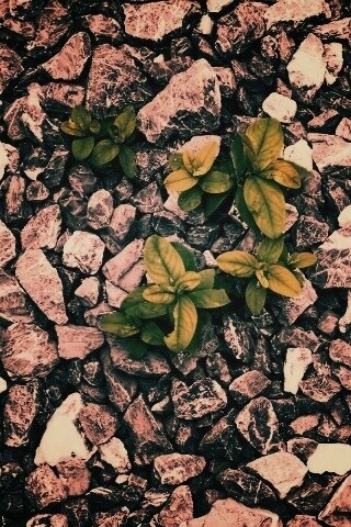 Цветы среди камней обои