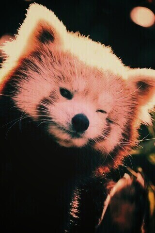 Красная панда подмигивает обои