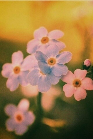 Обои цветов обои