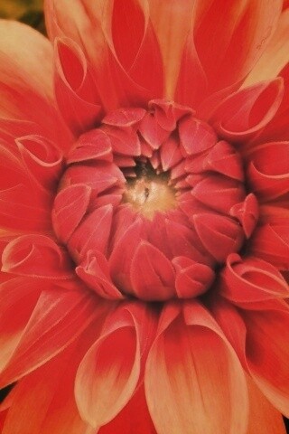 Аленький цветочек обои